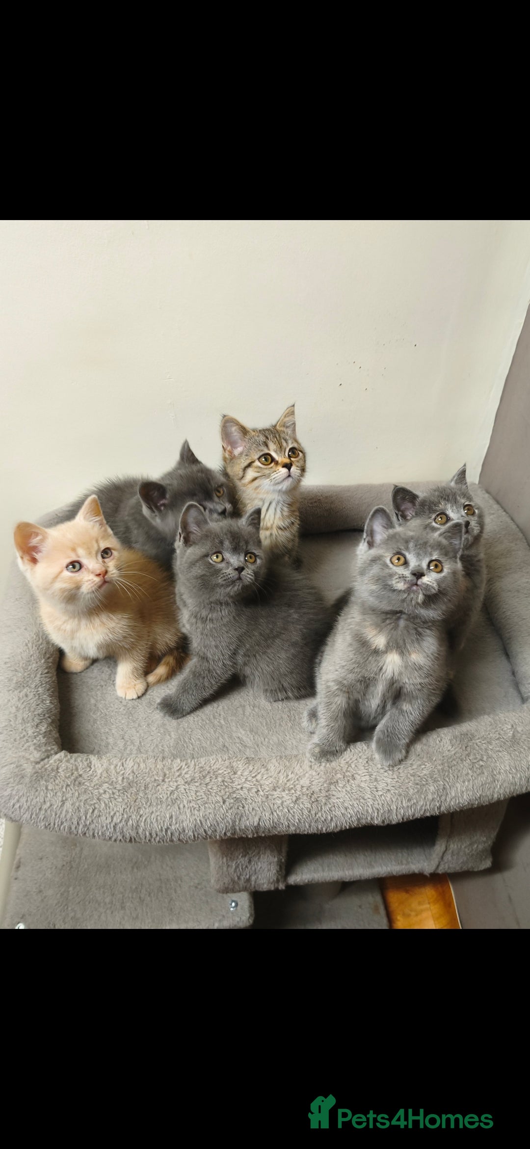 British Shorthair cats for sale: British Shorthair Kittens Imported Parents  - Advert 32
