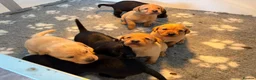 Labrador Retriever dogs for sale: KC REG Yellow/fox red and Black Labrador puppies  - Advert 26