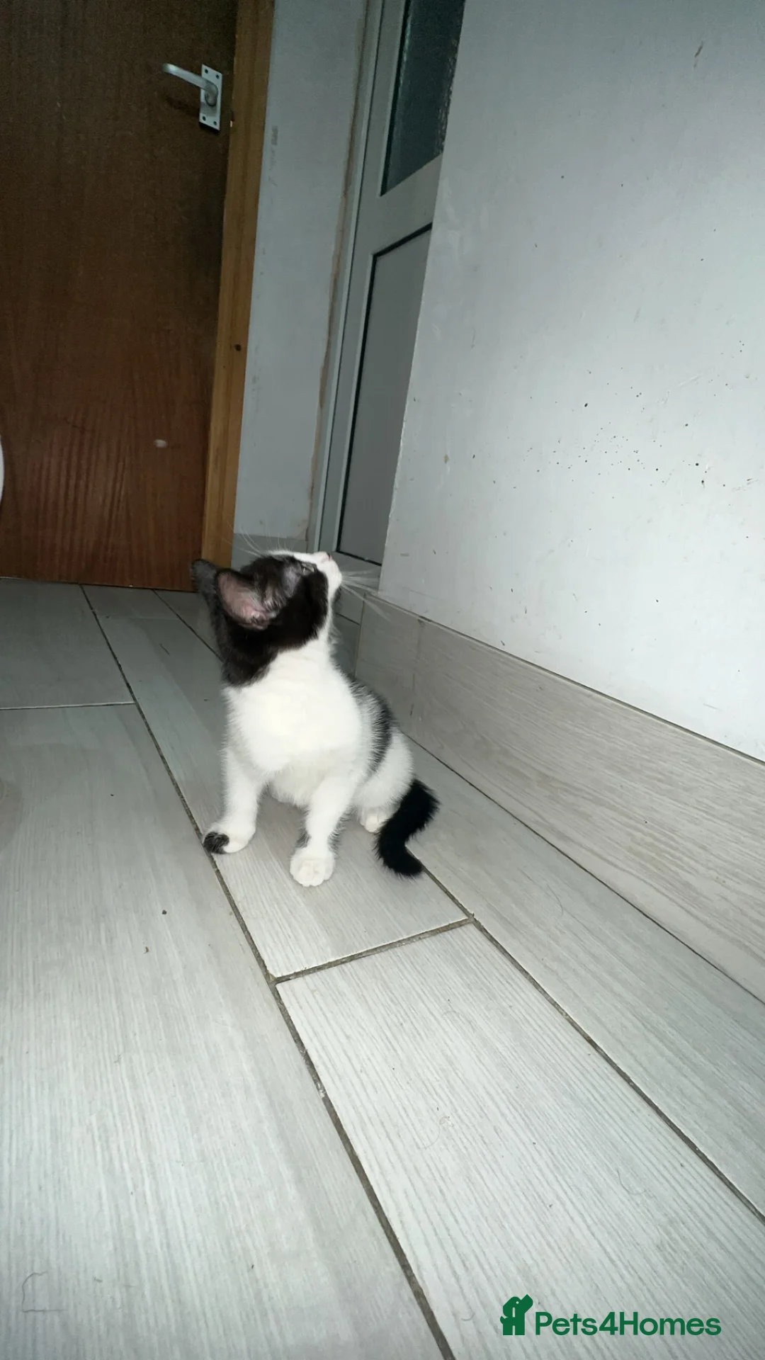 British Shorthair cats for sale: 2 lovely black and white shorthairs - Advert 21