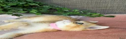 British Shorthair cats for sale: British Shorthair golden kittens GCCF  - Advert 14