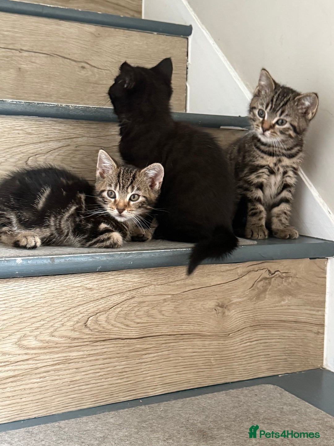 Mixed Breed cats for sale: British shorthair cross kittens  - Image 13