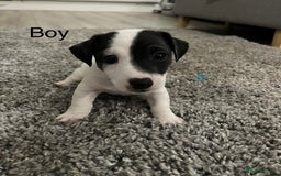 Jack Russell dogs for sale: Jack Russell puppies - Image 2