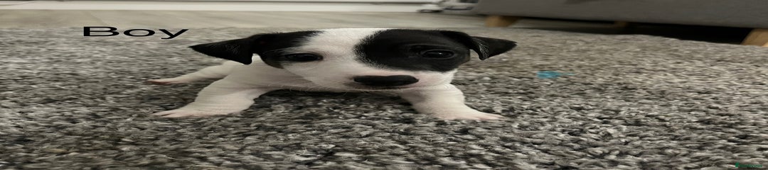 Jack Russell Puppy 2
