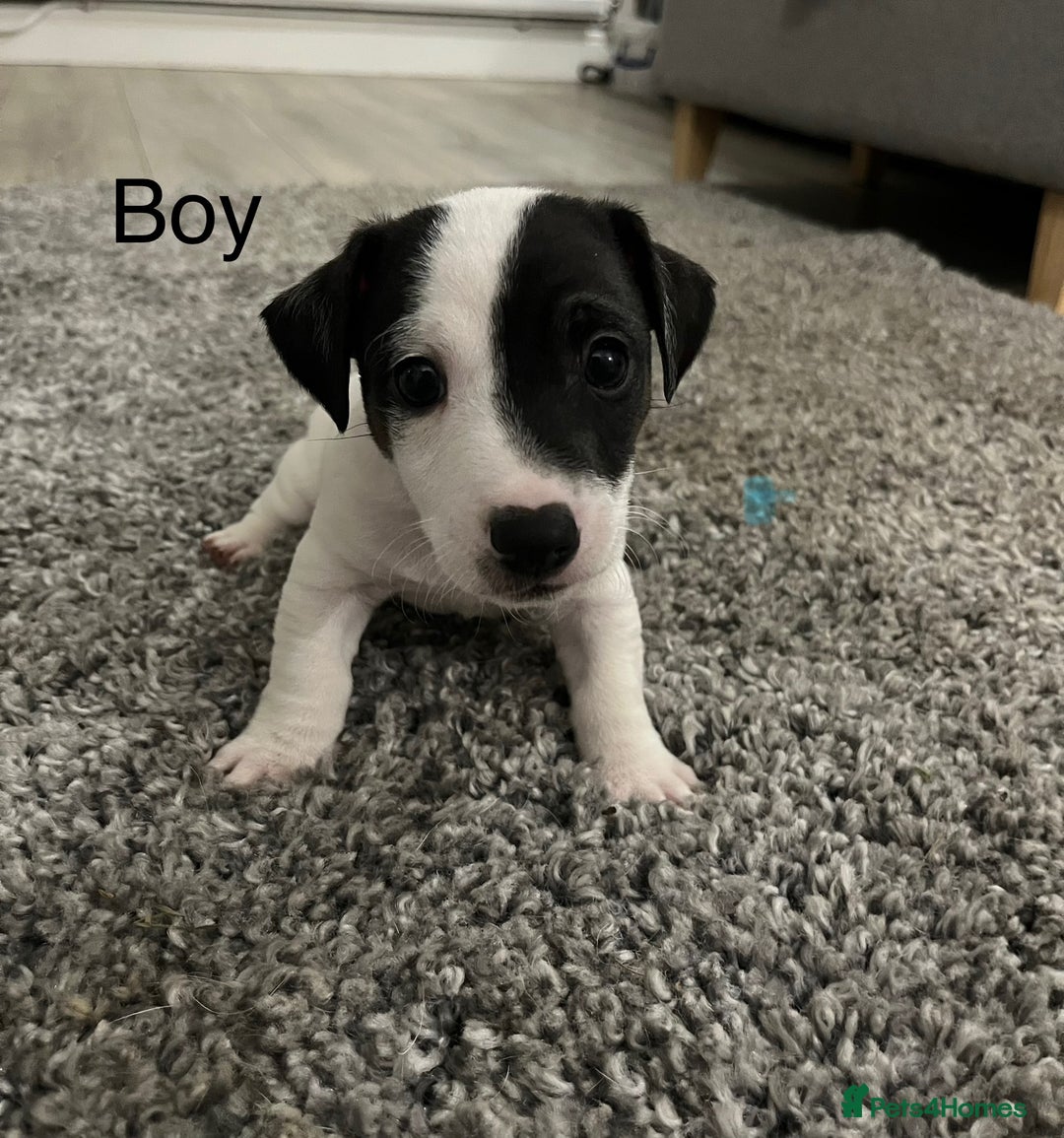 Jack Russell dogs for sale: Jack Russell puppies - Image 2