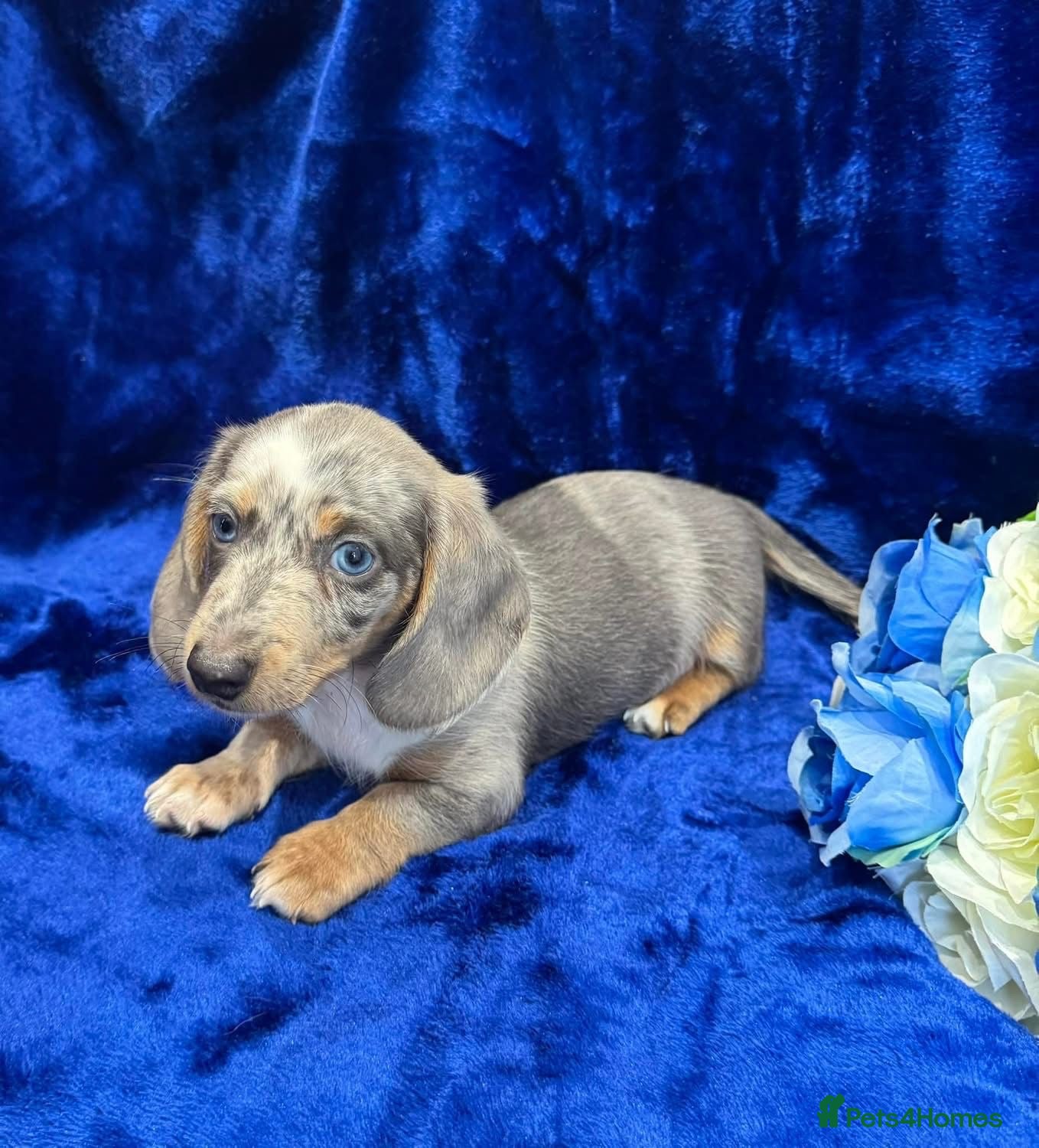 Miniature Dachshund dogs Miniature dachshunds - Advert 10