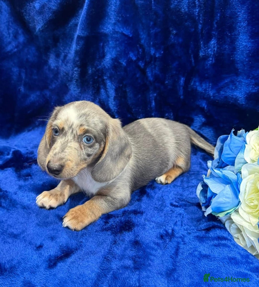 Miniature Dachshund dogs for sale: Miniature dachshunds - Advert 1