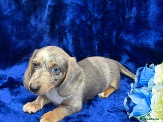 Miniature Dachshund dogs Miniature dachshunds - Advert 14