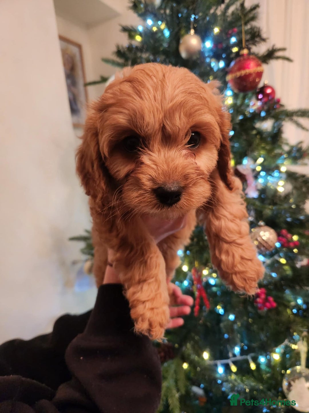 Cavapoo dogs for sale: Beautiful Cavapoo F1BB - Advert 6