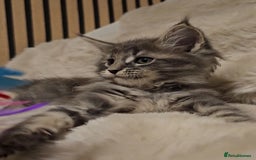 Maine Coon cats for sale: GCCF Registered Pedigree Maine Coon Kittens - Image 15