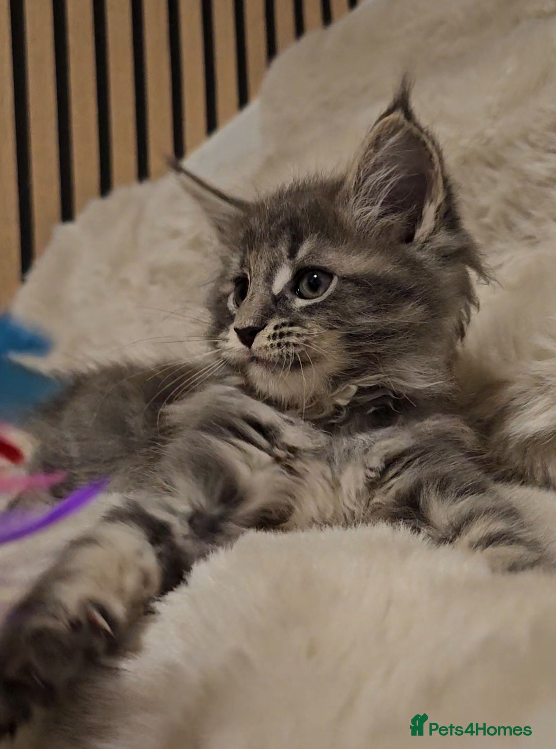 Maine Coon cats for sale: GCCF Registered Pedigree Maine Coon Kittens - Image 15