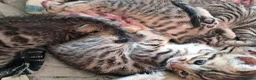 Bengal cats for sale: Snow lynx bengal x kittens  - Advert 2