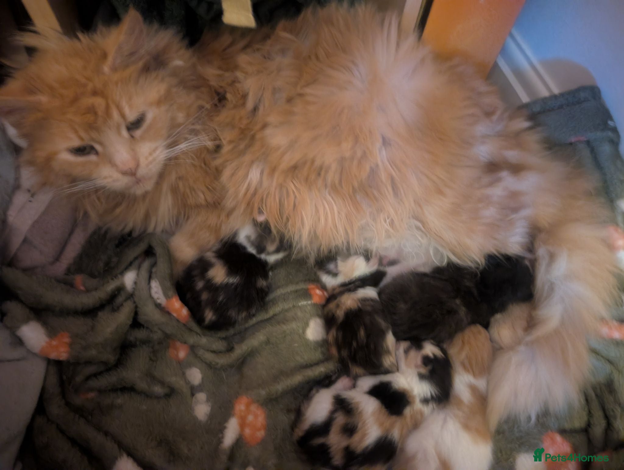Mixed Breed cats Miane coon cross kittens - Advert 2