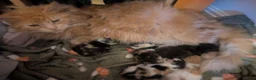 Mixed Breed cats for sale: Miane coon cross kittens in Derby - Advert 1