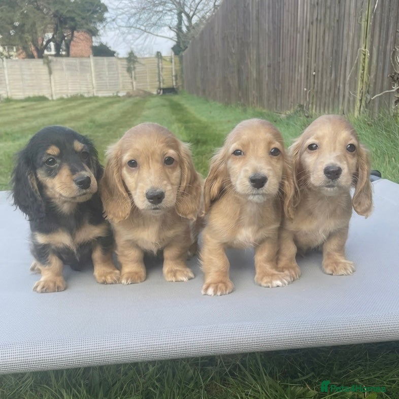 Dachshund dogs KC miniature long hair cream dachshund for sale - Advert 11