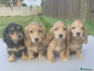 Dachshund dogs KC miniature long hair cream dachshund for sale - Advert 11