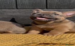 French Bulldog dogs for sale: Teddy bear floodle  - Image 20