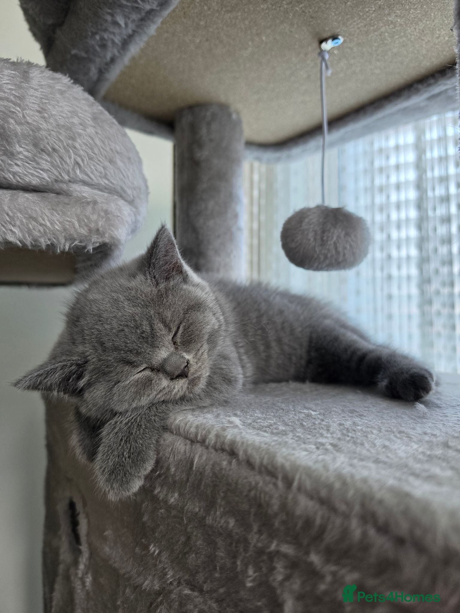 British Shorthair cats British Shorthair Kittens Looking for Loving Homes - Advert 9