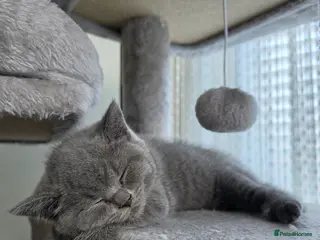 British Shorthair cats British Shorthair Kittens Looking for Loving Homes - Advert 9