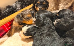 Cavapoo dogs for sale: Exceptional examples of top class cavapoo puppies  - Advert 6