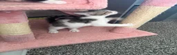 Mixed Breed cats for sale: Cute Kittens - Advert 17