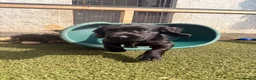 Cocker Spaniel dogs for sale: Beautiful black working cockers - Advert 13