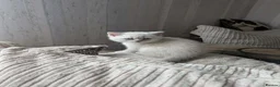British Shorthair cats for sale: British Shorthair ready now!  - Advert 9