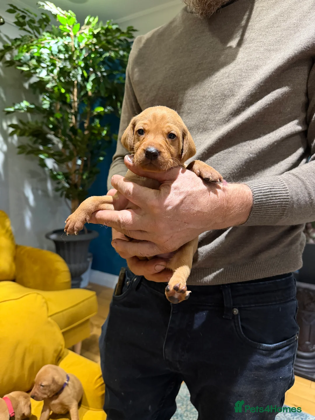 Mixed Breed dogs for sale: Vizslador Puppies (Hungarian Vizsla x Fox Red Lab) - Advert 13