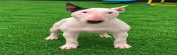 Bull Terrier dogs for sale: (Dorothy) adult English bull terrier female - Advert 3