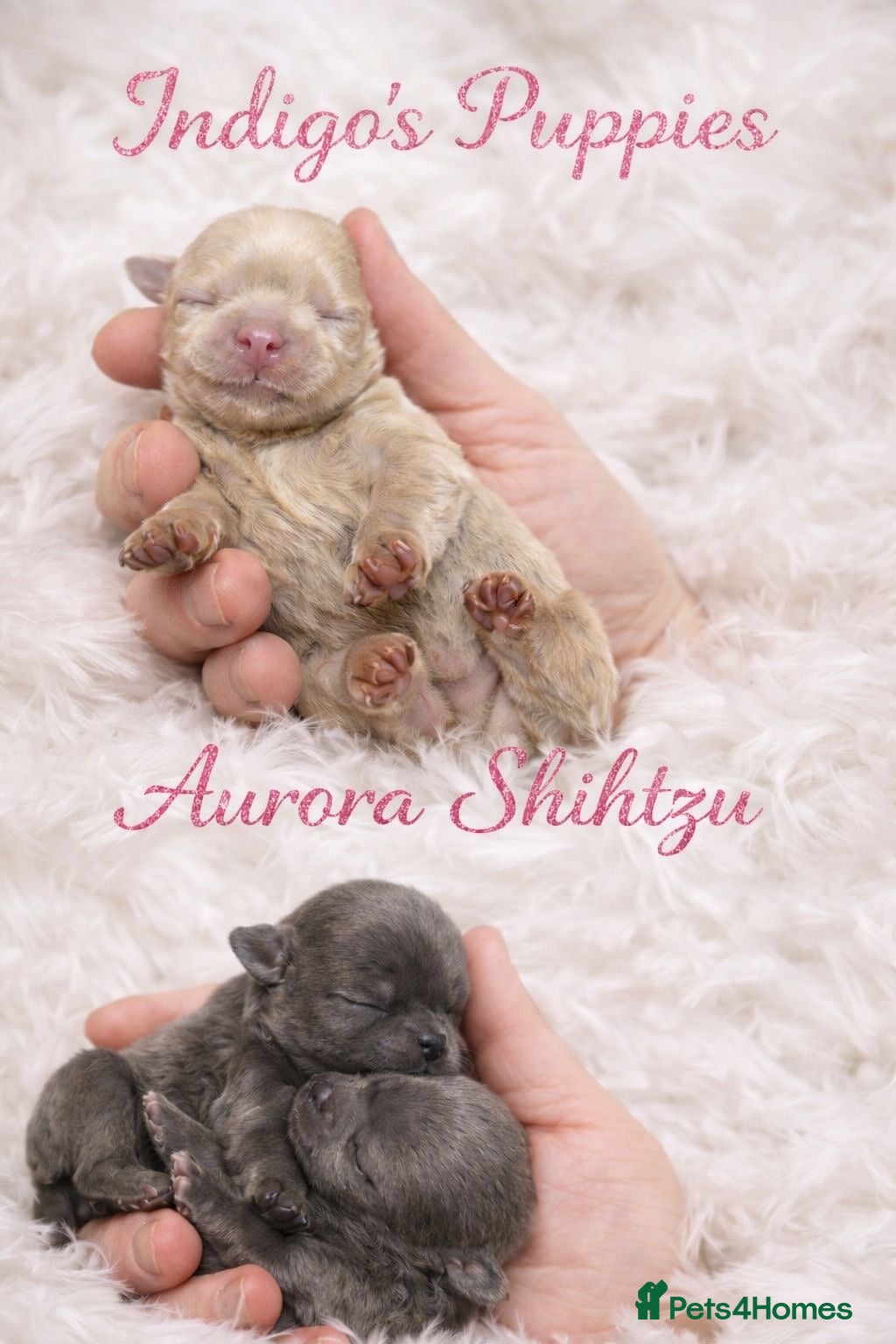 Shih Tzu dogs  Beautiful KC Smoke Blue & Pearl Lavender Puppies - Advert 1