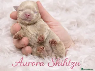 Shih Tzu dogs Beautiful KC Smoke Blue & Pearl Lavender Puppies - Advert 17