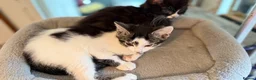 British Shorthair cats for sale: Tabby kittens, litter trained and healthy. - Advert 6