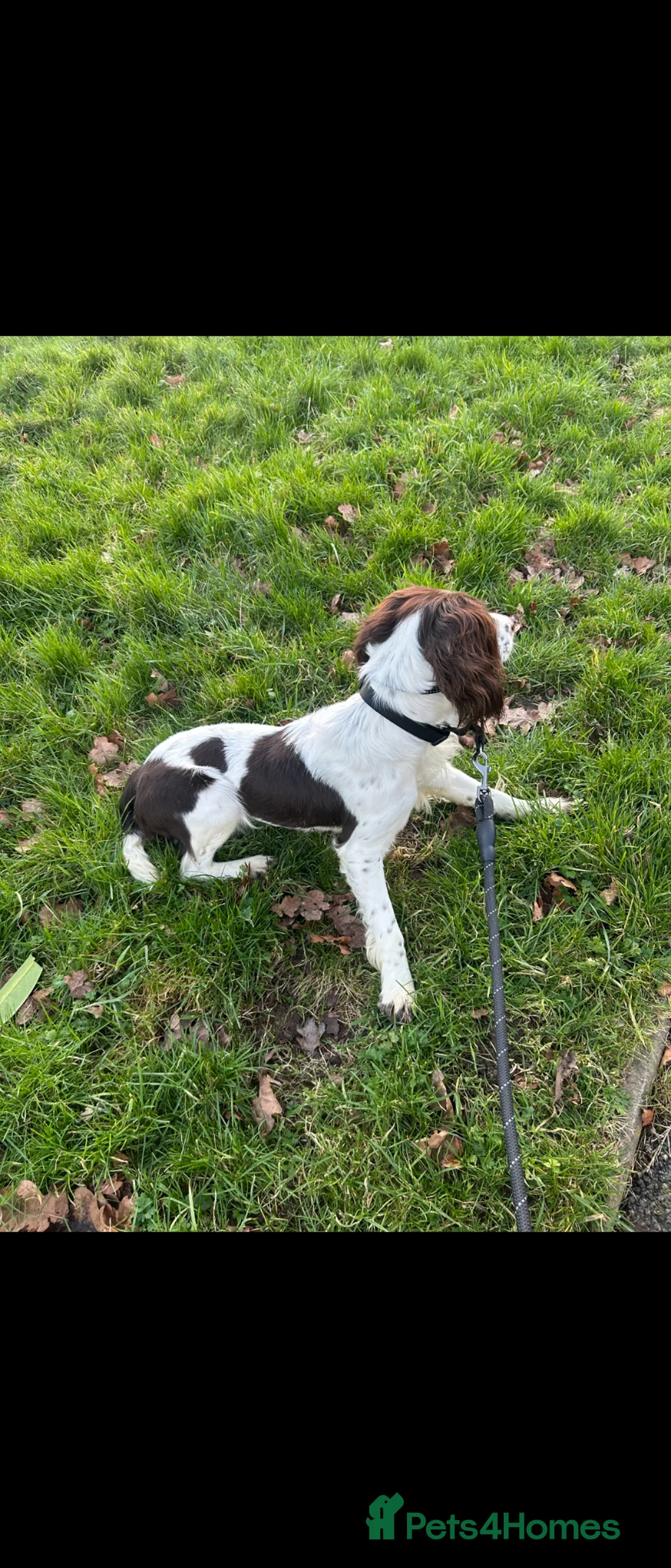 English Springer Spaniel dogs for sale: English Springer Spaniel - Luna  in Wolverhampton - Advert 2