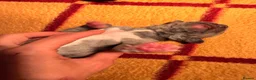 Great Dane dogs for sale: Great danes puppies - Advert 33