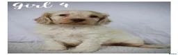 Cockapoo dogs for sale: Gorgeous F1 Cockapoo puppies  - Advert 18