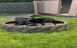 Mixed Breed dogs for adoption: Brodie is desperate for his forever home  - Image 6