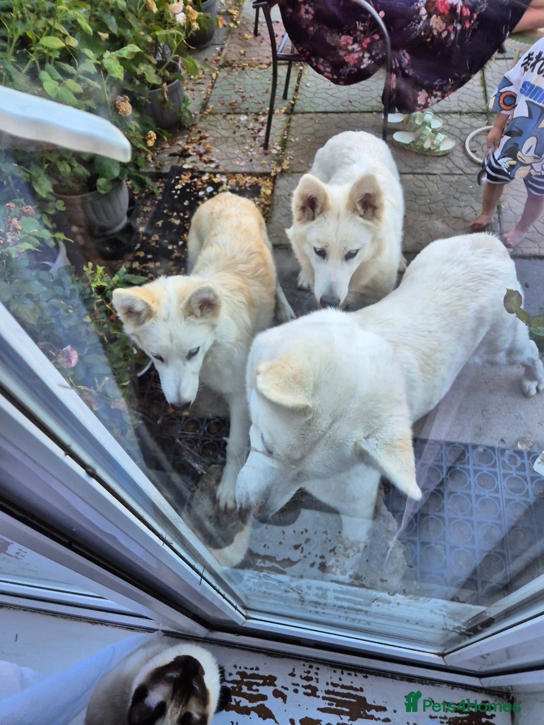 Alaskan Malamute dogs for sale: Alaskan malamute female puppy, excellent bloodline - Image 7