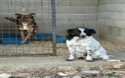 Mixed Breed dogs for adoption: Nora is 3-4acedonain rescue  - Image 4