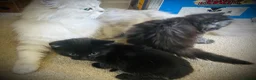 Persian cats for sale: Two little Persian kitten crosses.  - Advert 7