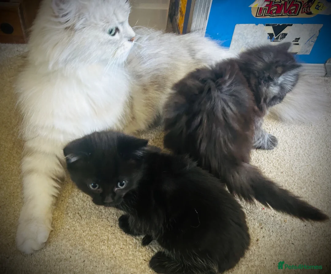 Persian cats for sale: Two little Persian kitten crosses.  - Advert 7