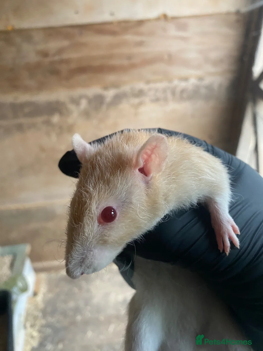 Rat rodents for sale: Trio of male rats  - Advert 1