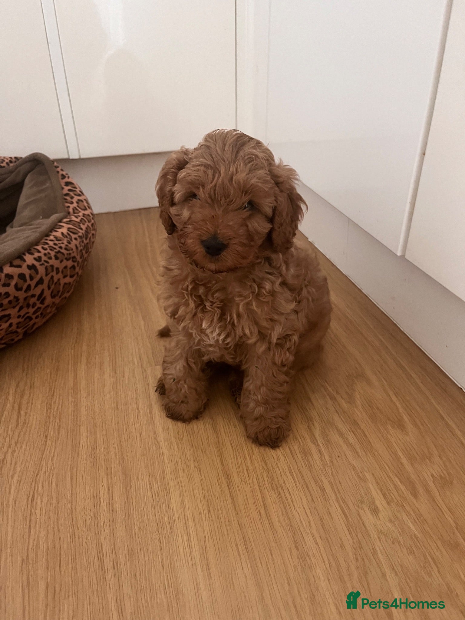 Cavapoo dogs Percy pudding  - Advert 18