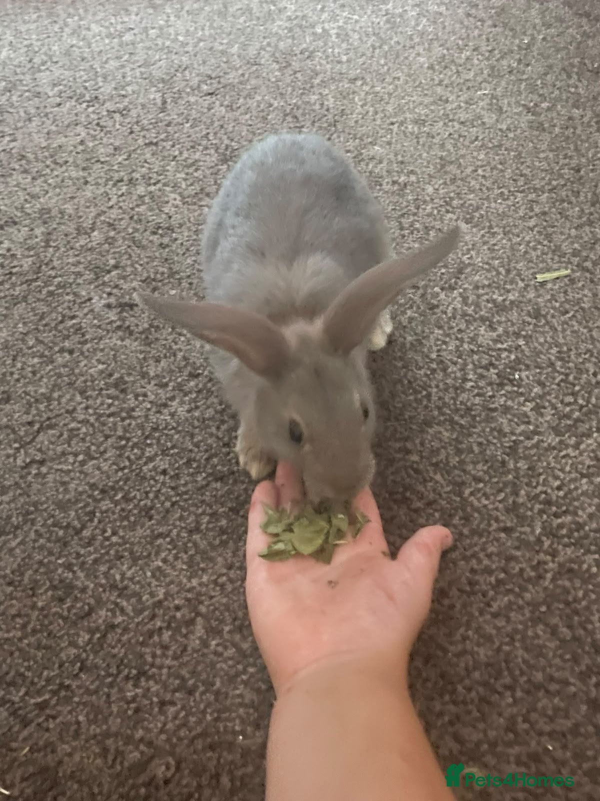 Mixed Breed rabbits Baby Rex cross mini lop rabbits - Advert 2