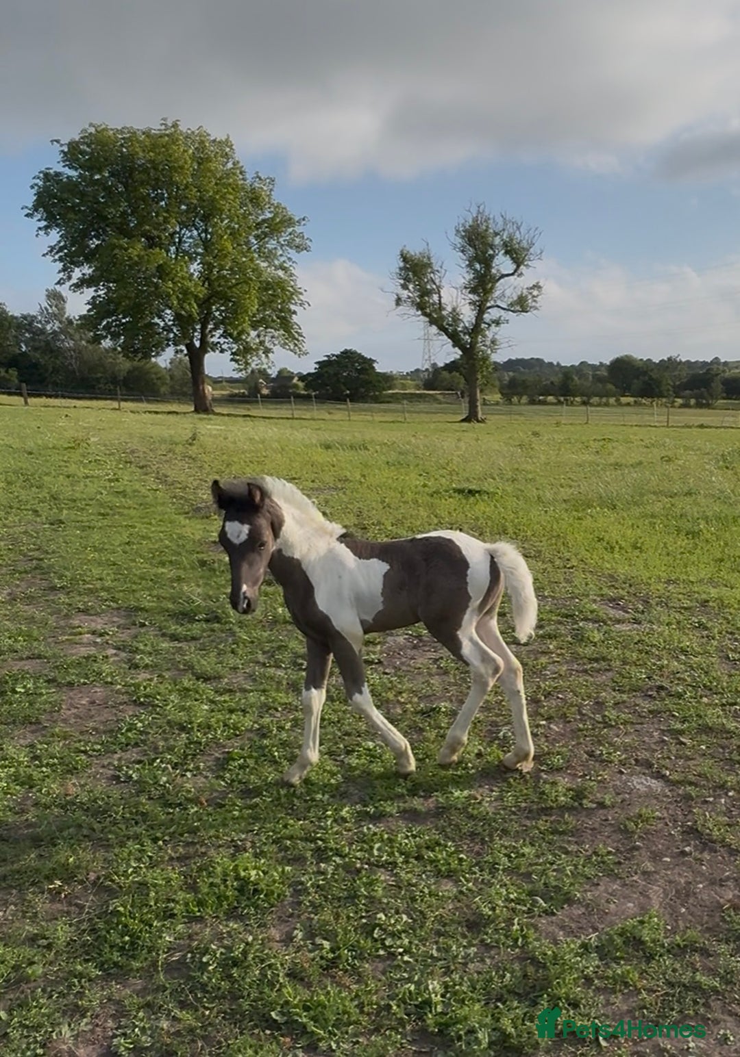 Other Breed horses for sale: Beautiful friesian x traditional cob foals  - Image 3