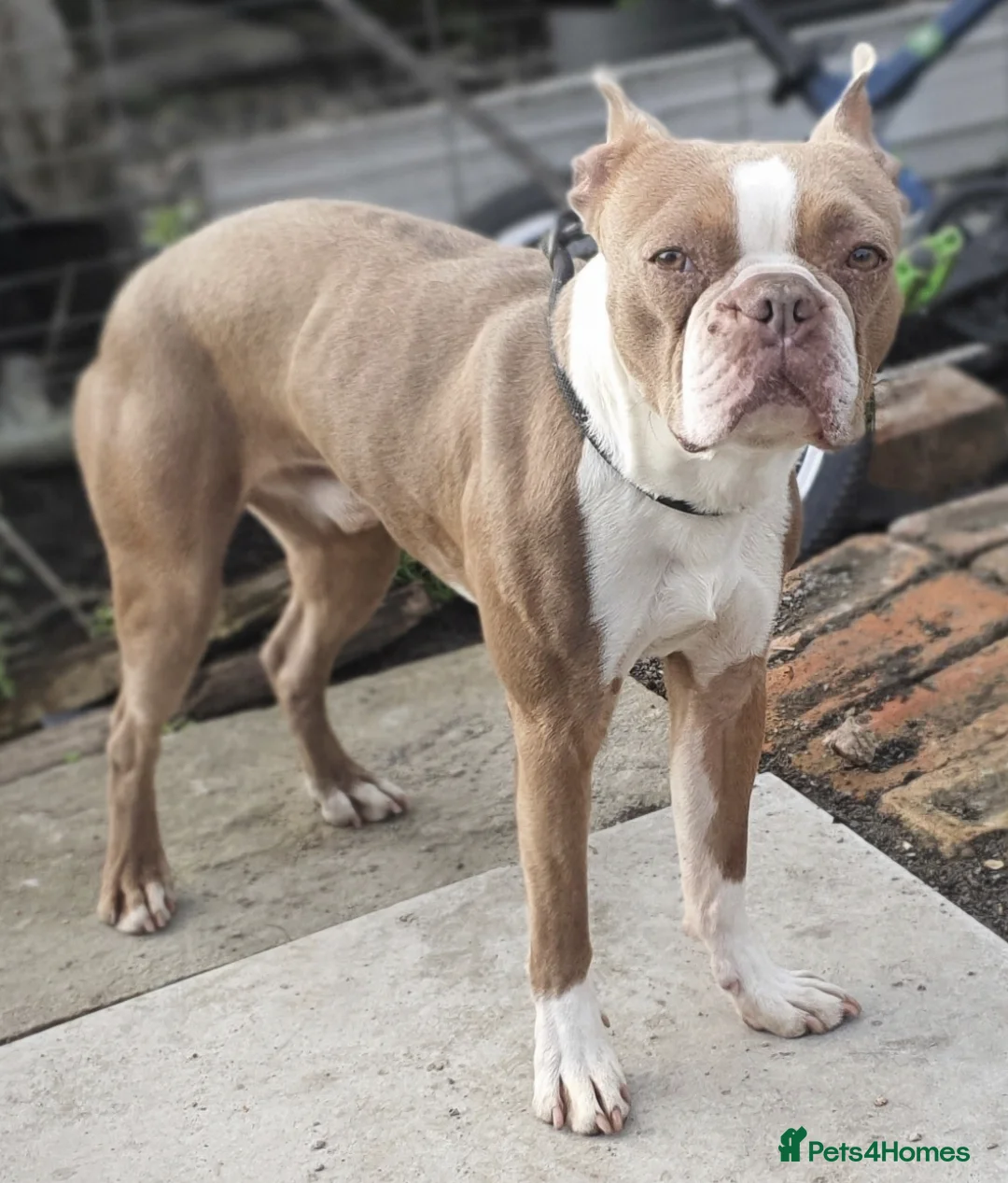 Boston Terrier dogs for stud: Beautiful boston for stud in Manchester - Advert 7