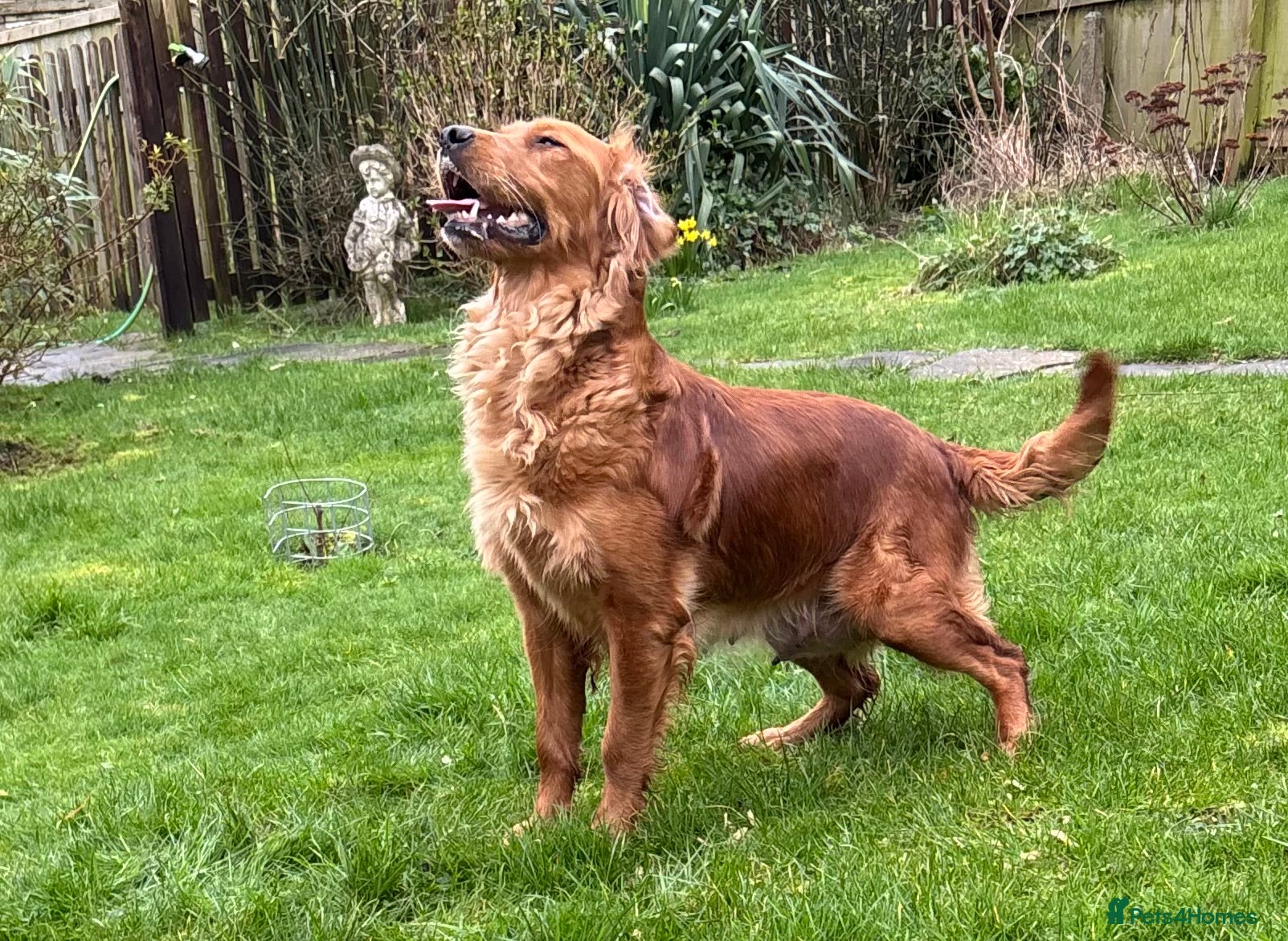 Golden Retriever dogs FOX RED PUPPIES Golden Retriever KC REG - Advert 1