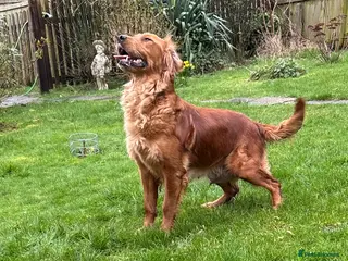 Golden Retriever dogs FOX RED PUPPIES Golden Retriever KC REG - Advert 1