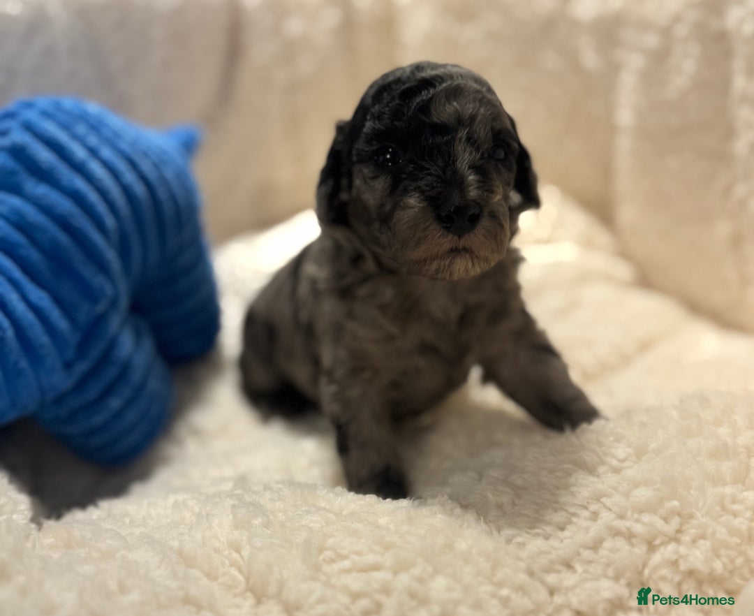 Cockapoo dogs for sale: Adorable Cockapoo puppies  - Image 2