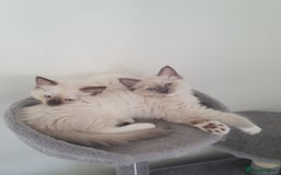 Ragdoll cats for sale: Four adorable ragdolls available  in Chatham - Image 2