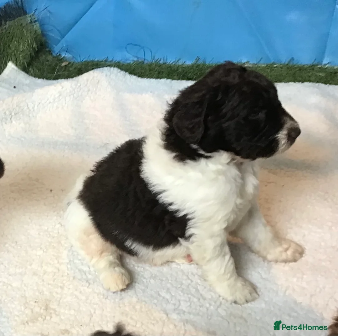 Newfypoo dogs for sale: AMAZING STANDARD NEWFYPOO BEARS - Advert 31