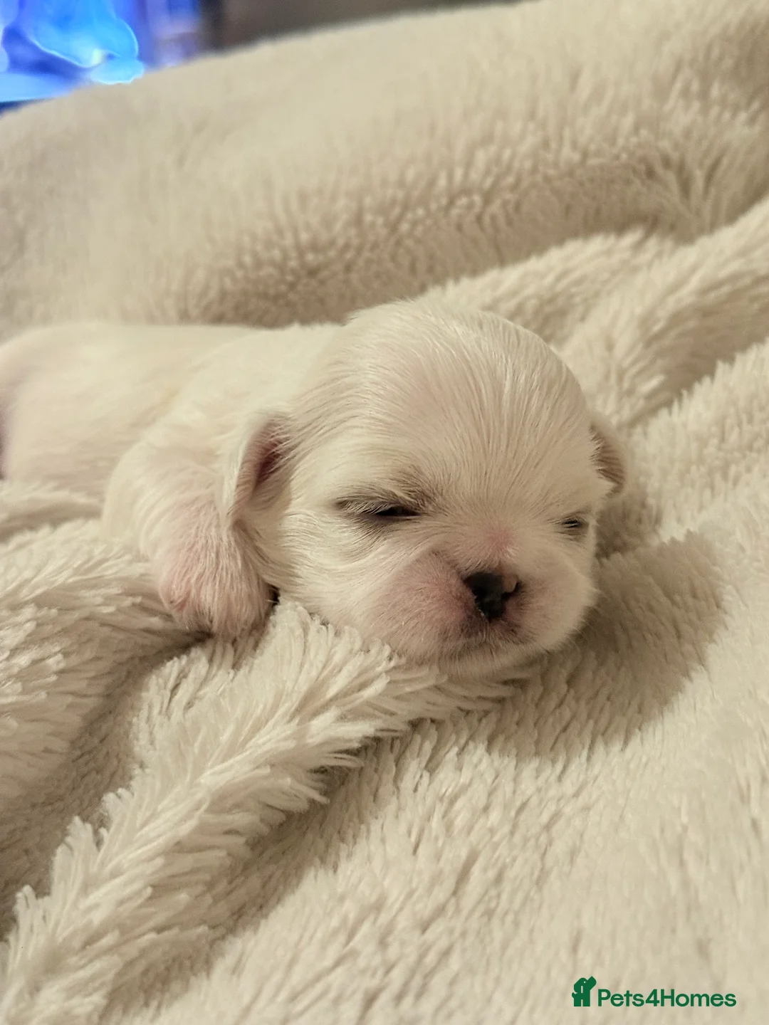 Shih Tzu dogs for sale: Shih tzu  - Advert 18